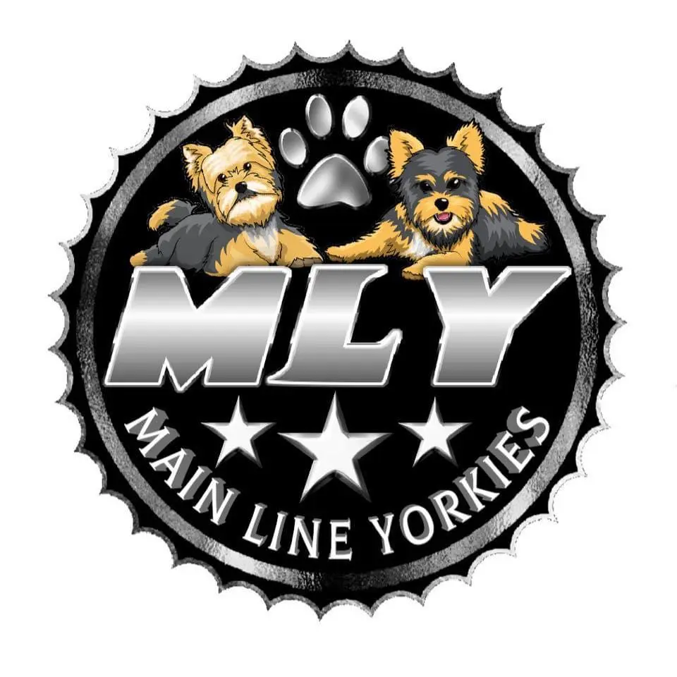 Main Line Yorkies logo
