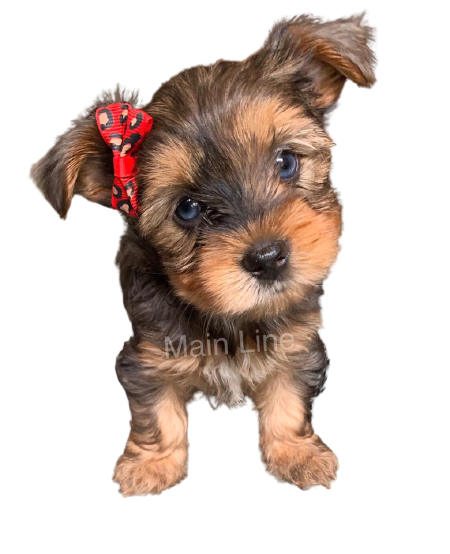 A puppy with a red bow on its head.