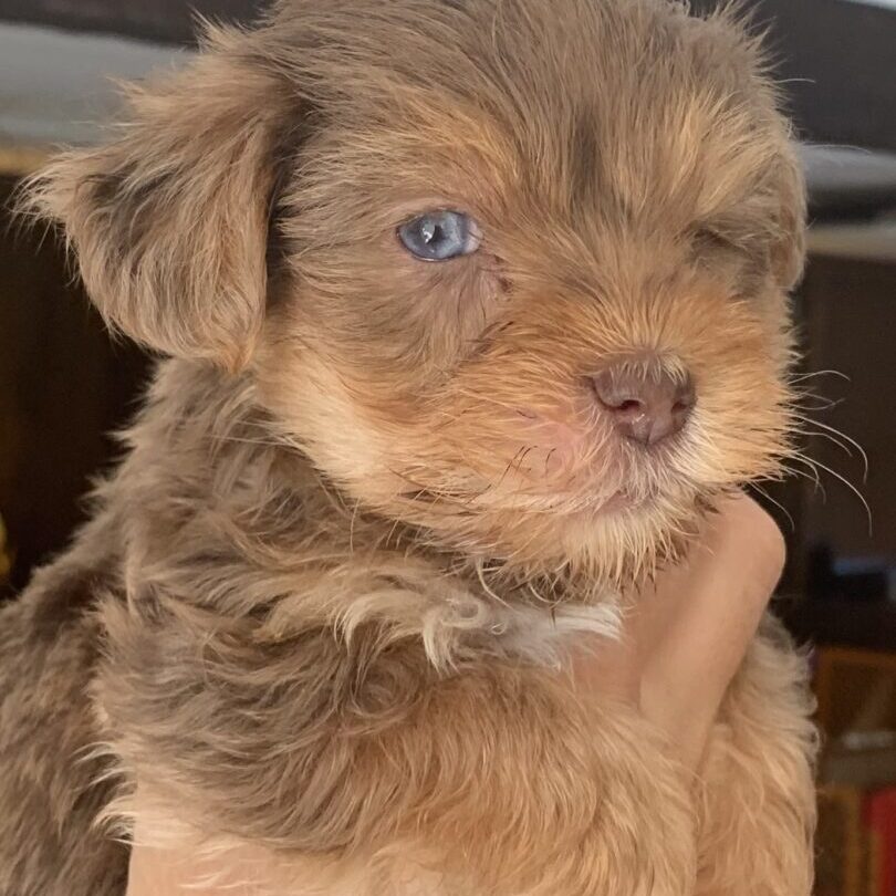 A brown puppy with blue eyes is sitting on someone 's arm.